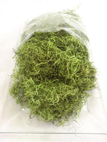 Tilancia moss 200 gr. applegreen